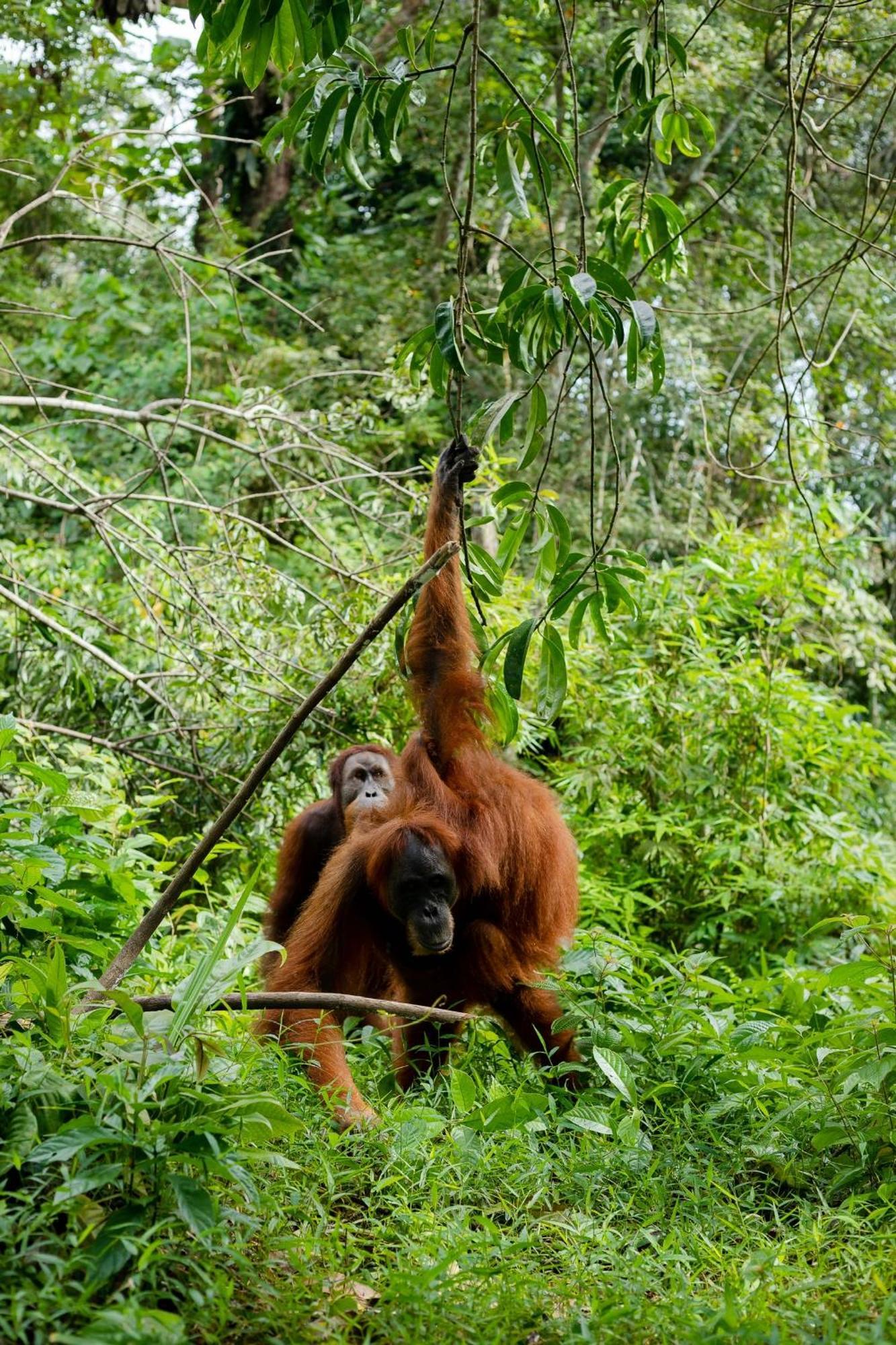 Green Travelodge Bukit Lawang Exteriér fotografie